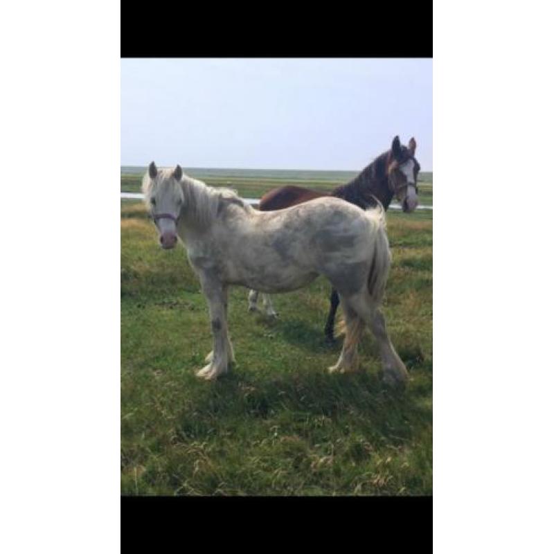 Unieke 2 jarige palomino tinker merrie