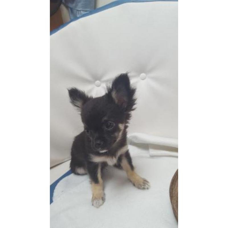 Prachtige rasechte chihuahua zoekt een liefdevol thuis