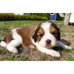 Beagle x kooiker pups - word jij het nieuwe baasje