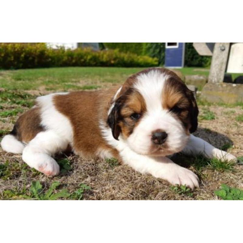 Beagle x kooiker pups - word jij het nieuwe baasje