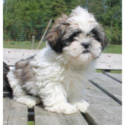 erg Lieve schattige shih tzu pups -- shihtzu pups