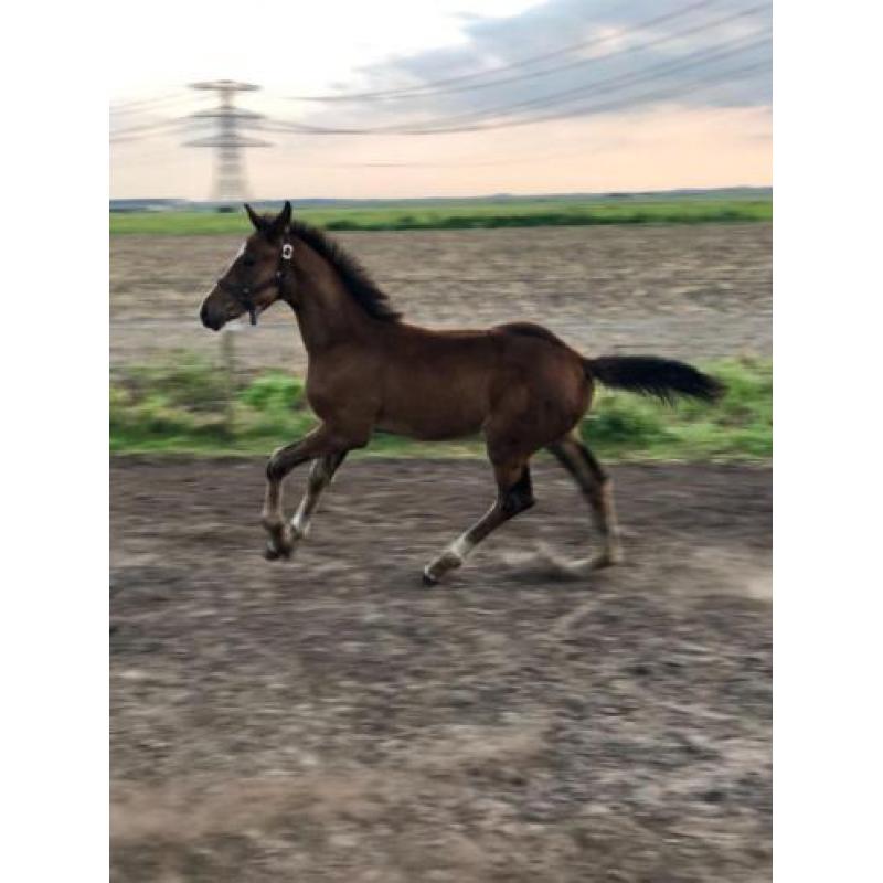KWPN hengstveulen en 2.5 jarige platenbonte hengst