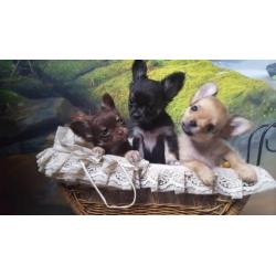Prachtige rasechte chihuahua zoekt een liefdevol thuis