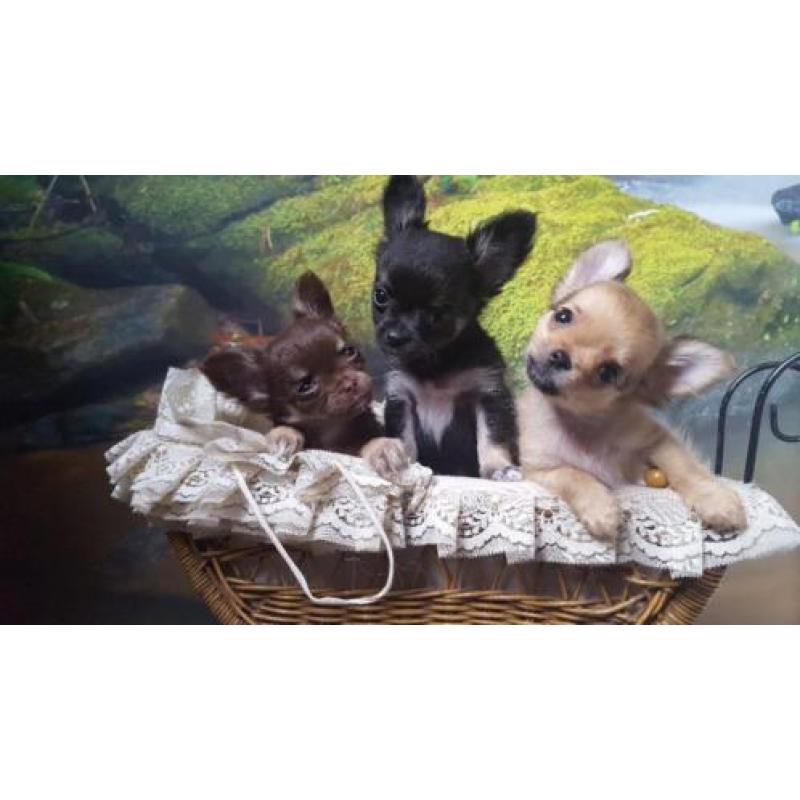 Prachtige rasechte chihuahua zoekt een liefdevol thuis