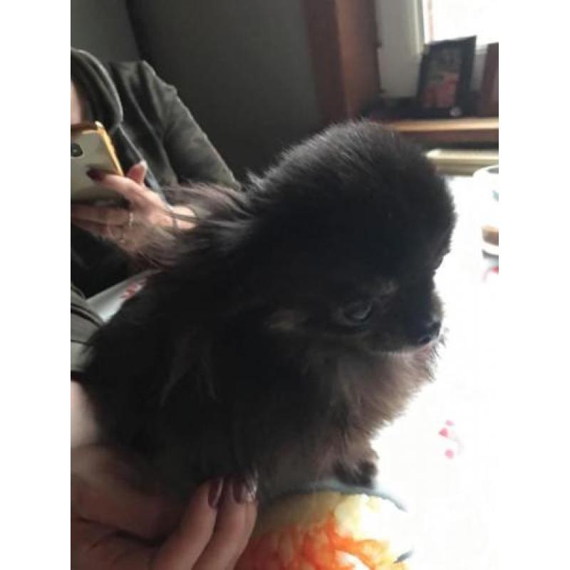 Mini chihuahua dekreutje (NIET TE KOOP)