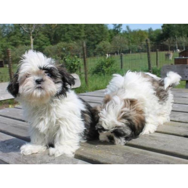 erg Lieve schattige shih tzu pups -- shihtzu pups