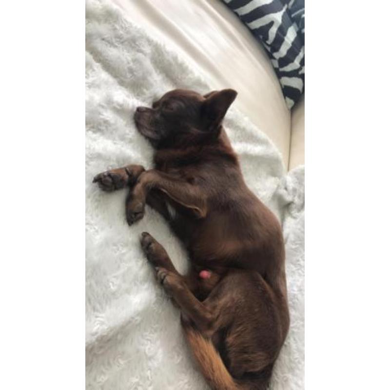 Chihuahua
