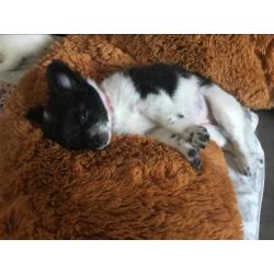 Pomchi pup