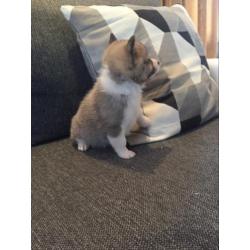 Pomsky F1b kruising
