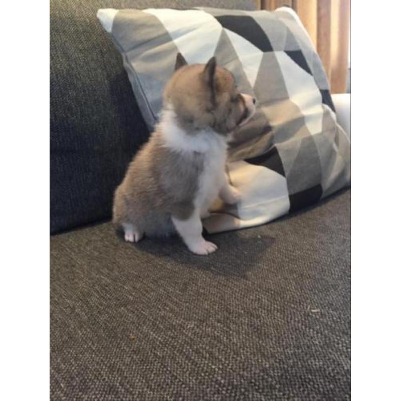 Pomsky F1b kruising