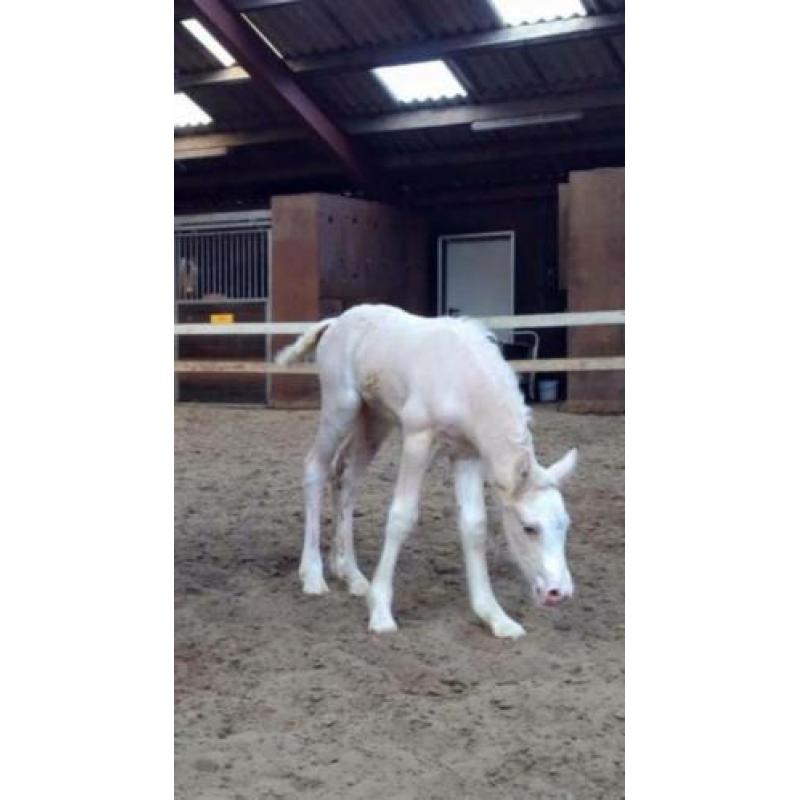 Unieke 2 jarige palomino tinker merrie