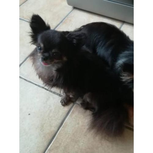 Mini chihuahua dekreutje (NIET TE KOOP)