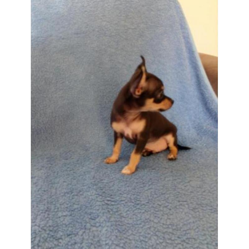 Mooie 8 weken oude Chihuahua puppies.