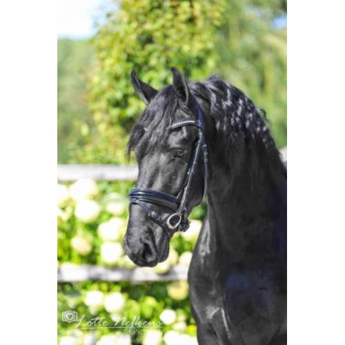 Leuke 3,5 jarige Friese ruin te koop!