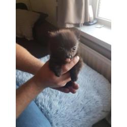 Chihuahua x Pomeriaan (Pomchi)