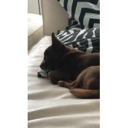 Chihuahua