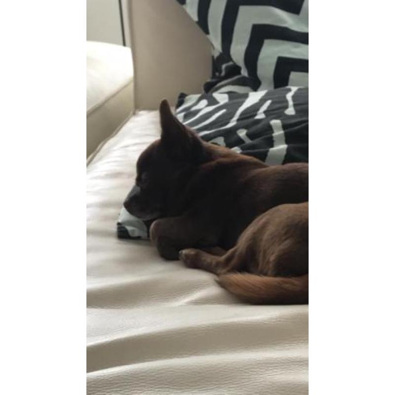 Chihuahua