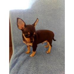 Mooie 8 weken oude Chihuahua puppies.