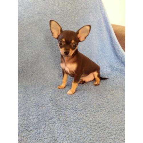 Mooie 8 weken oude Chihuahua puppies.