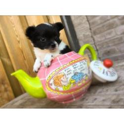 Pomchi pup