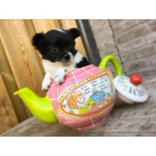 Pomchi pup