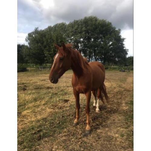 Lieve, pittige ruin te koop