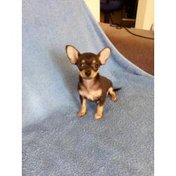 Mooie 8 weken oude Chihuahua puppies.
