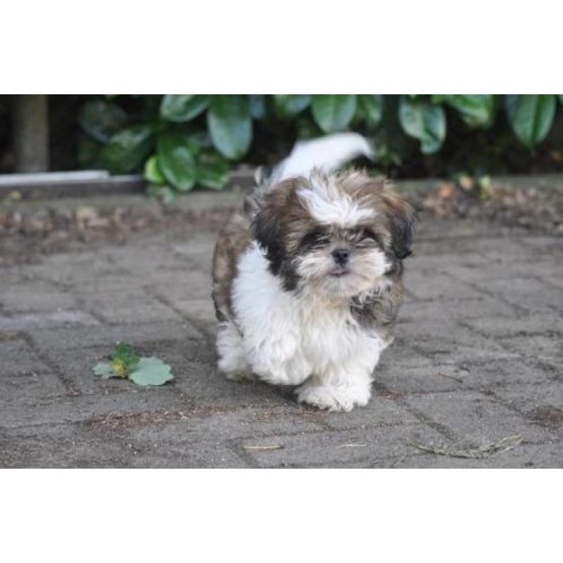 erg Lieve schattige shih tzu pups -- shihtzu pups