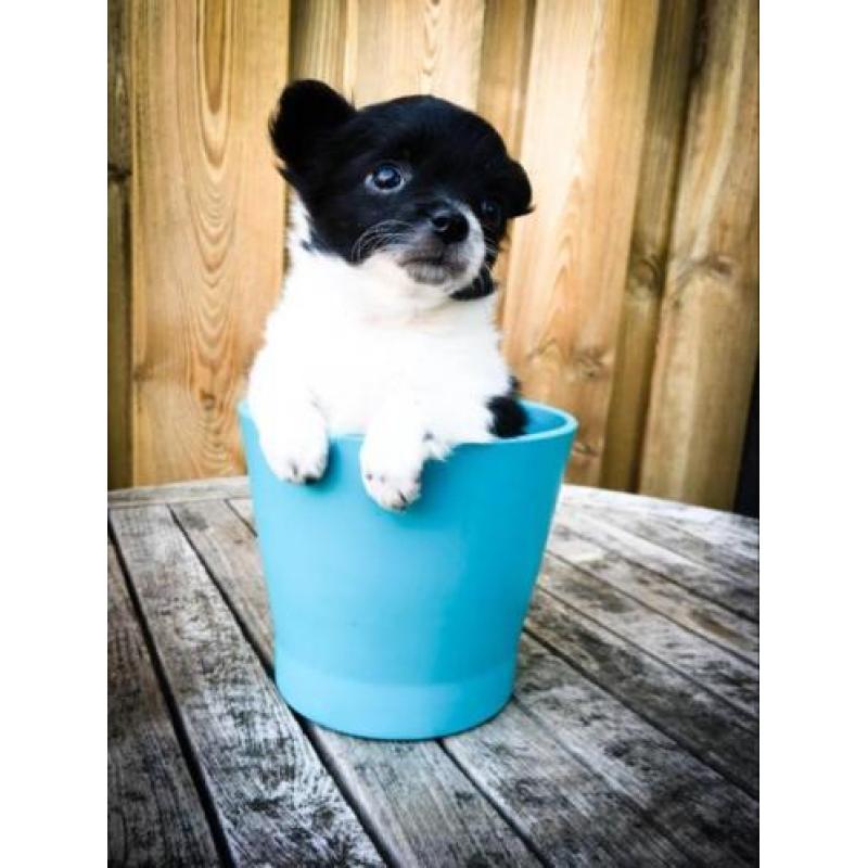 Pomchi pup