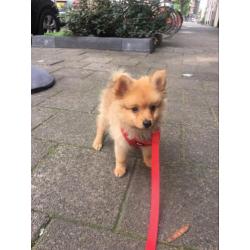 Pomeriaan , Pup , Puppy