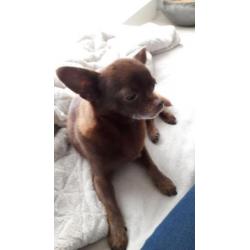 Chihuahua