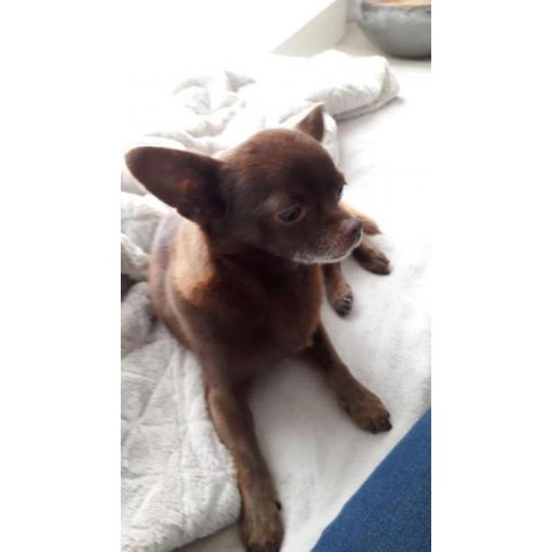 Chihuahua