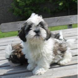 erg Lieve schattige shih tzu pups -- shihtzu pups