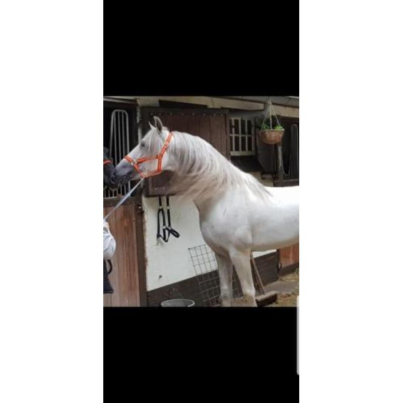 ######Top mooie pre / andalusier hengsten #######