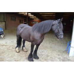 Prachtige lieve tinker