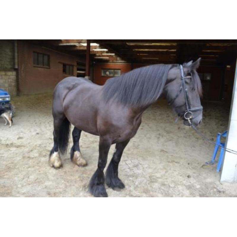 Prachtige lieve tinker