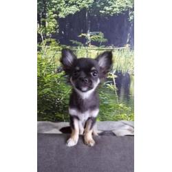 Prachtige rasechte chihuahua zoekt een liefdevol thuis
