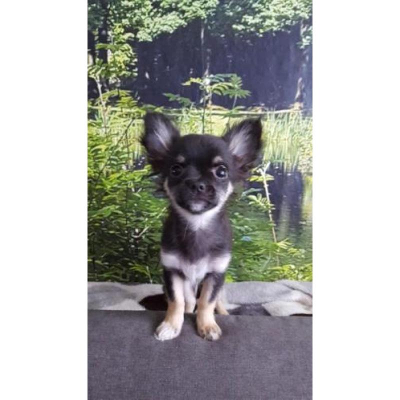 Prachtige rasechte chihuahua zoekt een liefdevol thuis