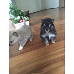 Pomsky F1b kruising