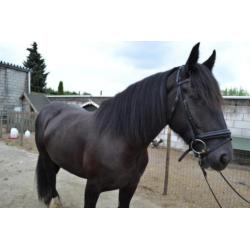 Prachtige lieve tinker
