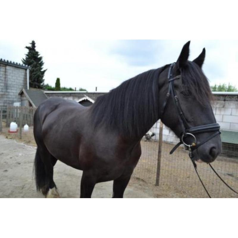 Prachtige lieve tinker
