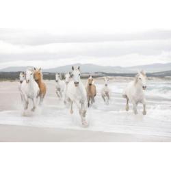 Paarden fotobehang Shire, Paarden vliesbehang strand