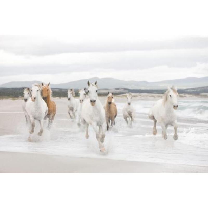 Paarden fotobehang Shire, Paarden vliesbehang strand